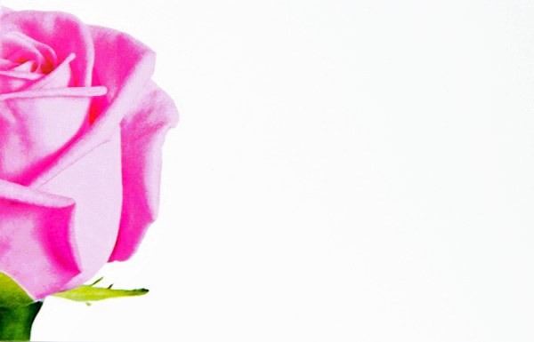 Picture of Florist Cards Small Pink Rose x 50pcs